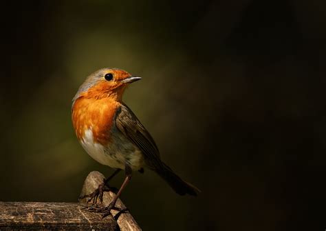 Sunlit Robin Robin Animals Breathtaking Photography
