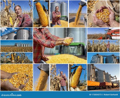 Corn Farming Maize Growing Harvesting And Storage Photo Collage