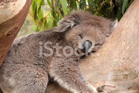 Sleeping Koala Bear Stock Photos