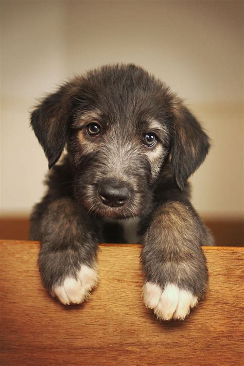 Irish Wolfhound Puppies A Captivating Introduction