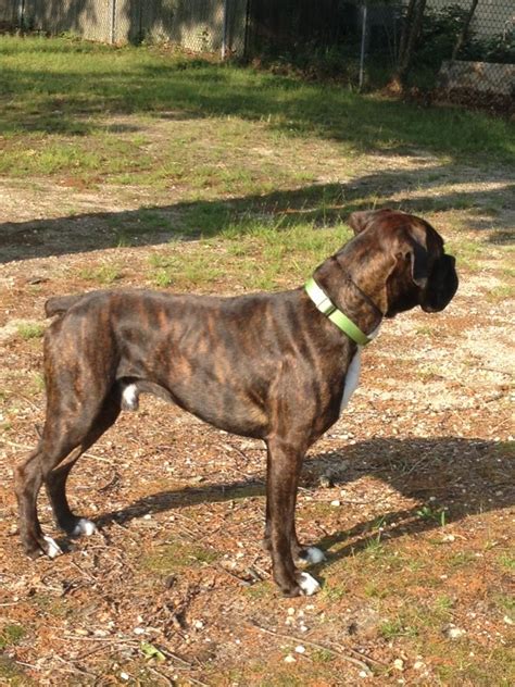 Biggest Boxer Page 3 Boxer Forum Boxer Breed Dog Forums