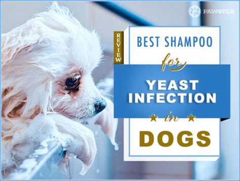 6 Best Dog Shampoos For Yeast Infections Our 2023 Guide Pawster