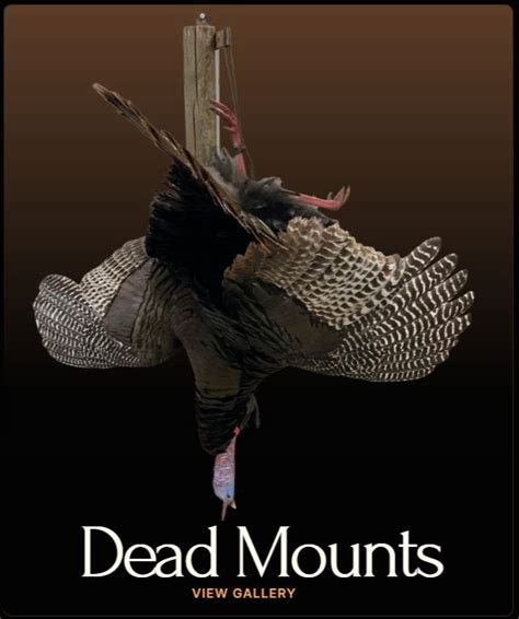 Dead Mount Turkey Pose By Aaron Stehlings Taxidermy Stehlings Taxidermy