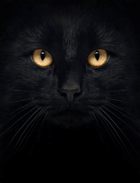 Premium Photo Close Up Of A Black Cat Looking At The Camera Isolated