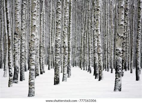 Snowy Trunks Birch Trees Winter Forest Stock Photo Edit Now 777163306