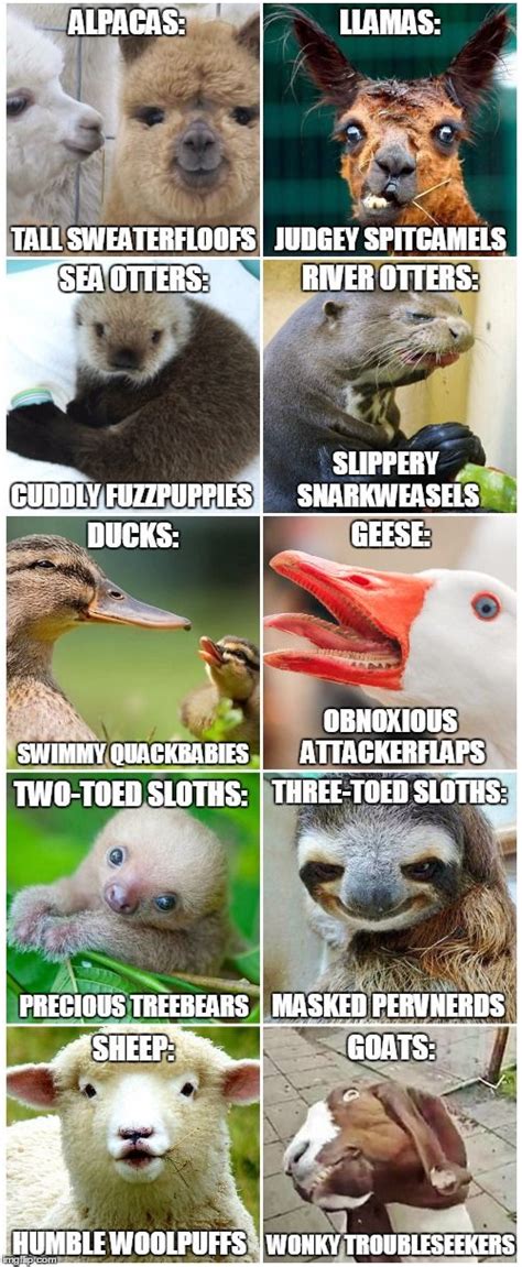 Animals That Are Similar Yet So Very Different Funny Animal Memes