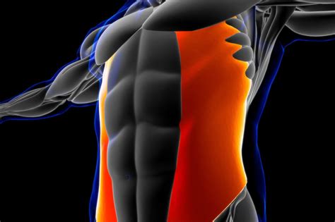 Muscles obliques abdominaux interne externe définition schéma