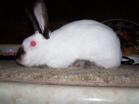 Californian Rabbits For Sale Usa Rabbit Breeders