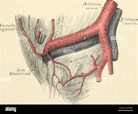 Arteria Epigastrica Inferior Hot Sex Picture