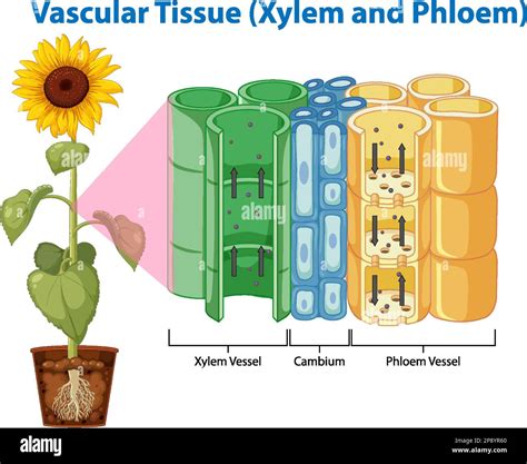 Diagram Showing Vascular Tissue Xylem And Phloem Illustration Stock