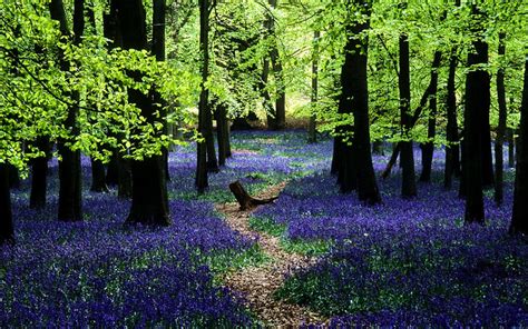 Ashridge Park Hertfordshire Uk National Trust Woodlands Carpeted