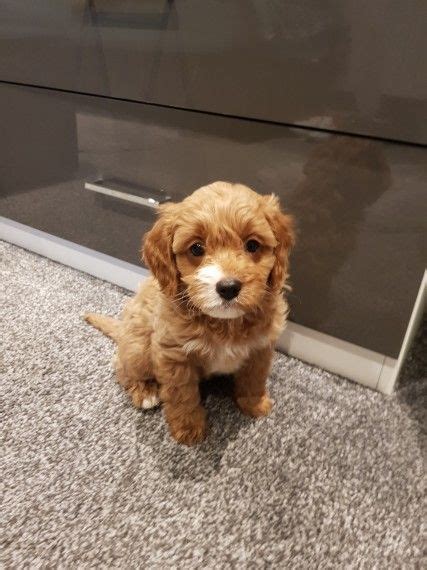 Miniature cavapoo puppies for sale in texas. Cavapoo Puppies For Sale | Houston, TX #192655 | Petzlover