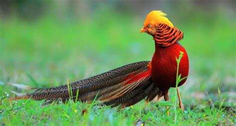 Birds of the world golden. Most Beautiful Birds in The World 2017, Top 10 List