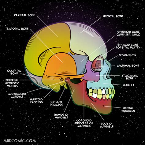 Skull Lateral View Medcomic Medicine Nicu Rn Sphenoid Bone