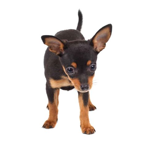 Like all dogs, chihuahuas need food that is balanced and contains all the vitamins and minerals they need for healthy immune systems, healthy skin and but, by following this guide, you can ensure that you buy the right food for your chihuahua to keep them happy and healthy for many years to come. 🦴 Best Dog Food for Dobermans & Puppies in 2020 🦴 ...