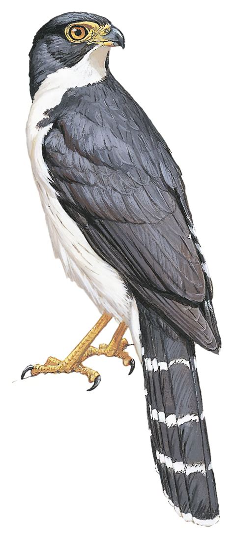 Slaty Backed Forest Falcon Micrastur Mirandollei World Bird Names