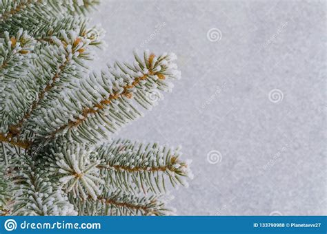 The Branches Of A Christmas Tree On A Snowy Background A Place For An