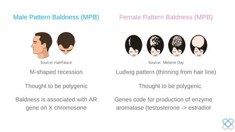 Do Balding Genes Exist Advanx Health Blog