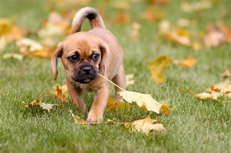 Puggle Full Grown › Dog Pictures Puggle Puppies Puppies Puggle