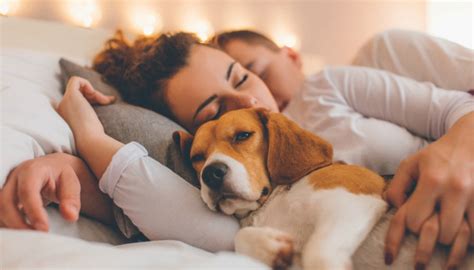 Dormire Con Il Proprio Cane Quali Benefici Pu Trarne Il Nostro Sonno