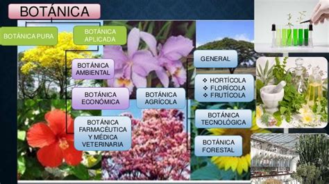 La Botánica Botanica Se Ocupa De Las Plantas Wikisabio