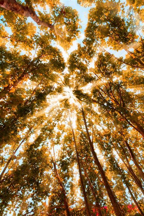 The Bright Sun Rays Shining Through Branches Of Trees Stock Image