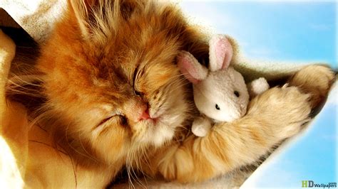 Cute Baby Kittens Wallpaper 1366x768 45950