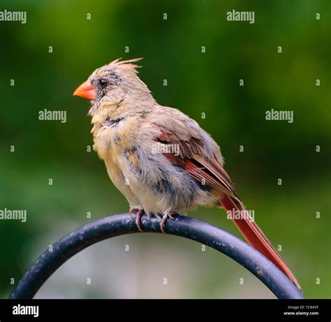 Cardinal Female In Molting State Shot In Southeastern Pennsylvania