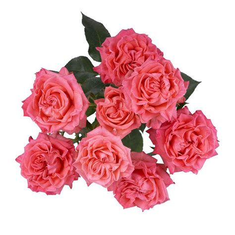 Star Blush Spray Rose Esmeralda Farms Wholesale Flowers