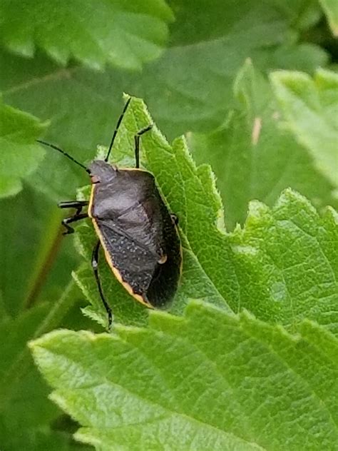 Stink Bugs Have You Seen Me Urban Ipm