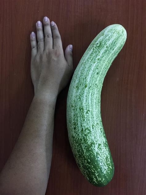This Huge Cucumber Is From My Garden I Wonder If It Can Get Bigger Pics