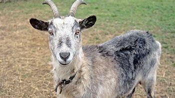 Pet speaker (spot dog) shark tank winner! How to keep a goat as a pet Sue Weaver ...