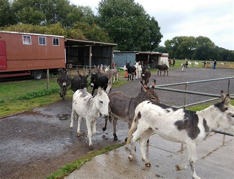 Island Farm Donkey Sanctuary Wallingford 2023 Alles Wat U Moet
