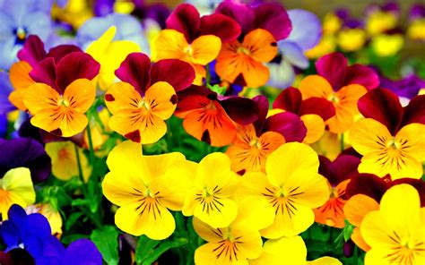 Pansy Colorful Flowers Purple And Yellow Black 4k Hd Desktop Wallpaper