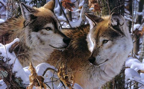 Wolf Couple Wallpapers Wallpaper Cave