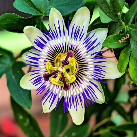 Passiflora Caerulea Blue Passion Flower In 2l Pots Tasty Edible Fruit