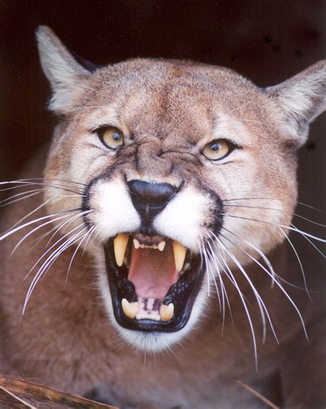Cougar Mountain Lion Puma Best Friends Pinterest Lions Cat And
