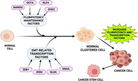 Frontiers Pleiotropic Effects Of Dclk1 In Cancer And Cancer Stem Cells