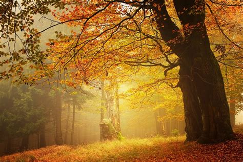 1920x1080 Resolution Brown Leafed Tree Amber Forest Fall Mist Hd