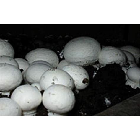 White Button Mushroom Agaricus Bisporus Mycelium Spores Spawn Dried
