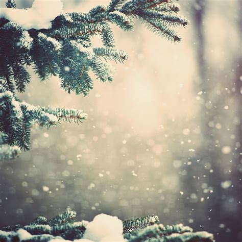 29 Winter Pine Trees Desktop Wallpaper Green Wallpaper