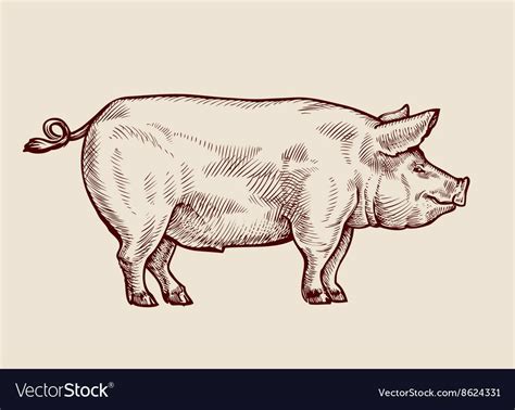 Sketch Pig Hand Drawn Vector Image On Vectorstock