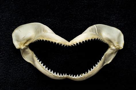 Shark Skeleton Stock Photos Pictures And Royalty Free Images Istock