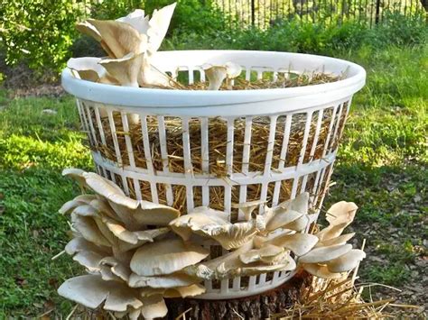 How To Grow Mushrooms At Home Diy The Gardener