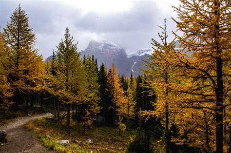 Explore the Larch Valley in Banff National Park - Both Paths Taken