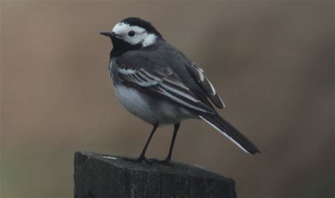 Urban Birds The Pied Wagtail Ray Colliers Wildlife In The North