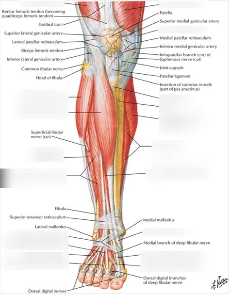 Leg Muscles Diagram