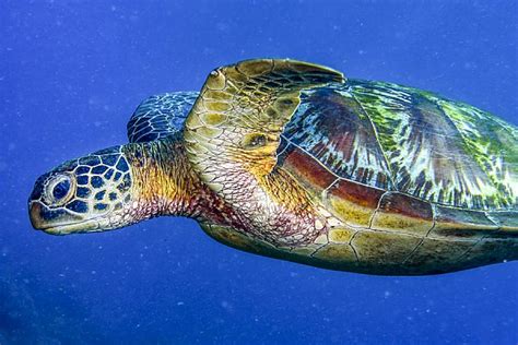 green sea turtle online learning center aquarium of the pacific