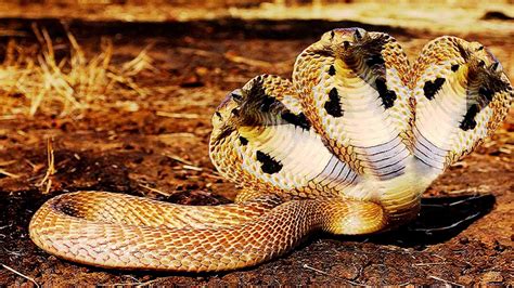 Indian King Cobra Snake Wallpaper 50 Images Riset