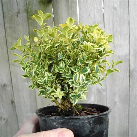 Miniature Garden Tree Variegated English Boxwood Buxus Sempervirens